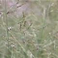 Panicum virgatum 'Prairie Sky'