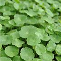 Hydrocotyle vulgaris