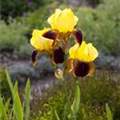 Iris x germanica 'Ola Kala'