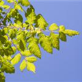 Koelreuteria paniculata 'Coral Sun'