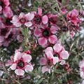 Leptospermum scoparium