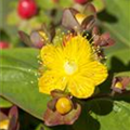 Hypericum inodorum 'Hypearl'®