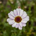 Leucanthemum hosmariense 'African Rose'