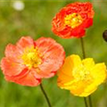 Papaver nudicaule