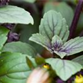 Ocimum kilimandscharicum 'African Blue'