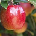 Malus domestica 'Braeburn'