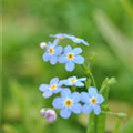 Myosotis scorpioides