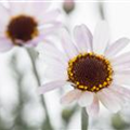 Leucanthemum hosmariense 'African Spring 2016'