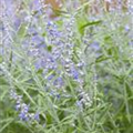 Perovskia atriplicifolia 'Lacey Blue'®