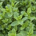 Mentha spicata 'Hugo'