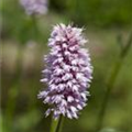 Persicaria amphibia