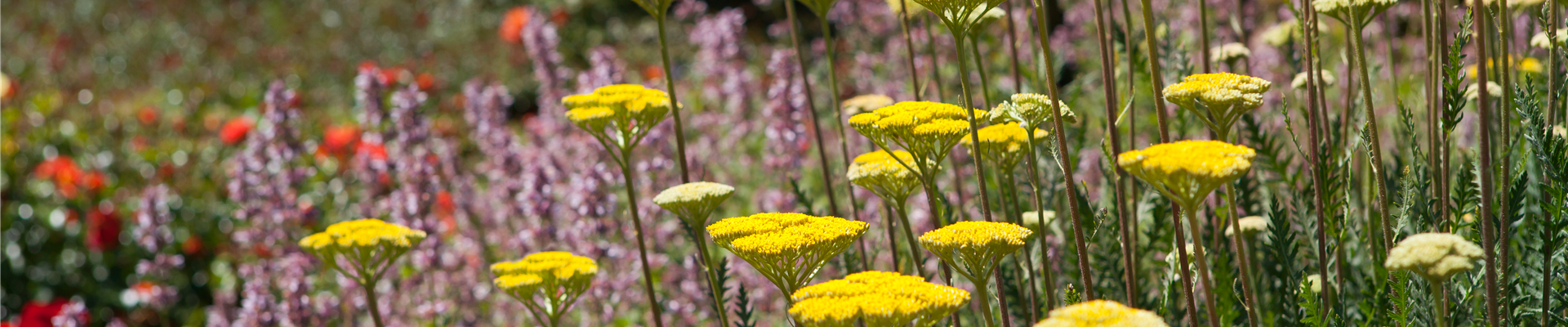 Achillea filipendulina