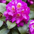 Rhododendron 'Kate Waterer'