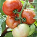 Solanum lycopersicum 'Fantasio F1'