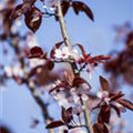 Prunus cerasifera 'Nigra'