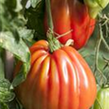 Solanum lycopersicum 'Liguria'