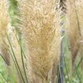 Cortaderia selloana