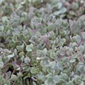 Sedum cauticola