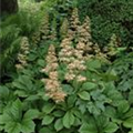 Rodgersia aesculifolia