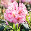 Rhododendron 'Kurfürstin Sophie'