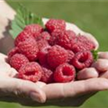 Rubus idaeus