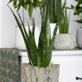 Sansevieria trifasciata