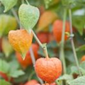 Physalis alkekengi var. franchetii 'Halloween King'