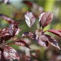 Prunus cerasifera 'Trailblazer'