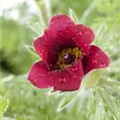 Pulsatilla vulgaris