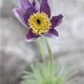 Pulsatilla vulgaris 'Blaue Glocke'