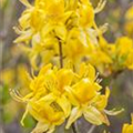 Rhododendron luteum