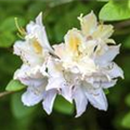 Rhododendron luteum 'Frederic de Merode'