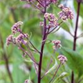 Rodgersia pinnata