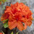 Rhododendron luteum 'Golden Eagle'