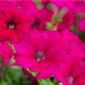 Petunia 'AlpeTunia'®