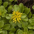 Sedum floriferum 'Weihenstephaner Gold'