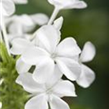 Plumbago auriculata