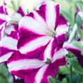 Petunia 'Amore™ Joy'