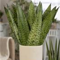 Sansevieria trifasciata 'Hahnii'