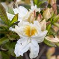 Rhododendron luteum 'Möwe'