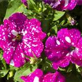 Petunia 'BabyDoll'®