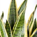 Sansevieria trifasciata var. laurentii