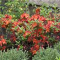 Rhododendron luteum 'Parkfeuer'