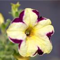 Petunia Crazytunia®