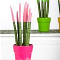 Sansevieria Velvet Touch®