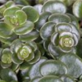 Sedum makinoi