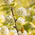 Physocarpus opulifolius 'Dart´s Gold'