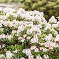 Rhododendron micranthum 'Bloombux'®