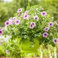 Petunia grandiflora