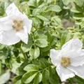 Rosa rugosa 'Alba'